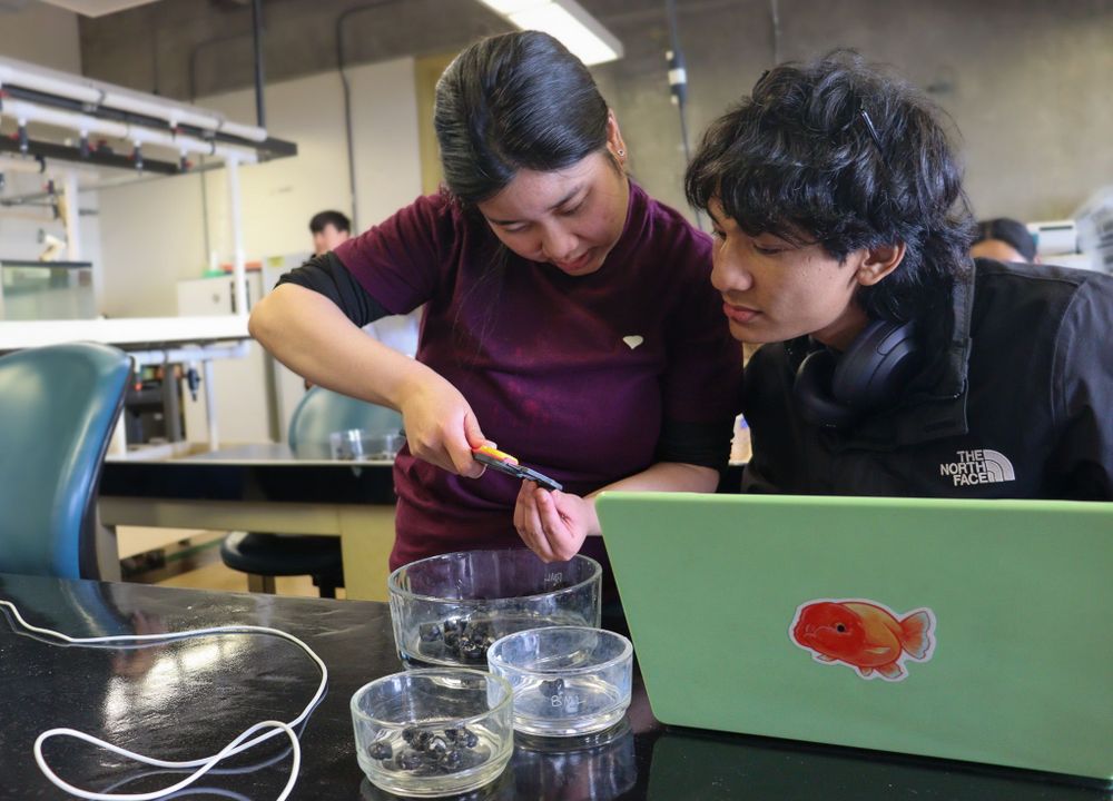 Two students use calipers to measure the size of a snail's shell