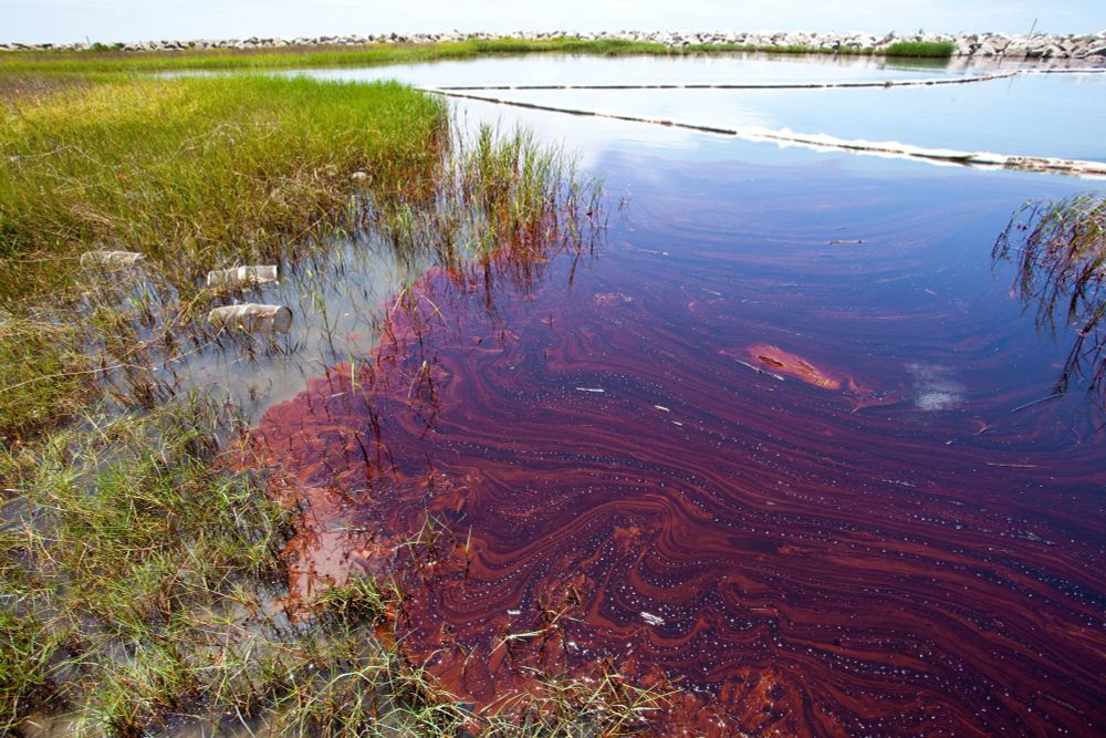 Dark red oil rippling across the water next to a shoreline, with small fish traps behind it.