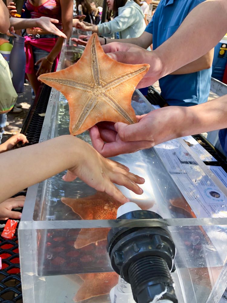 Hands holding up a sea star so its underside is visible