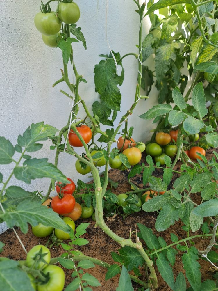 قلاية بندوره؟