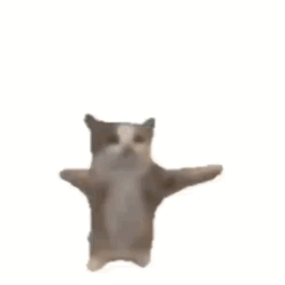 a cat is standing on its hind legs in the air .