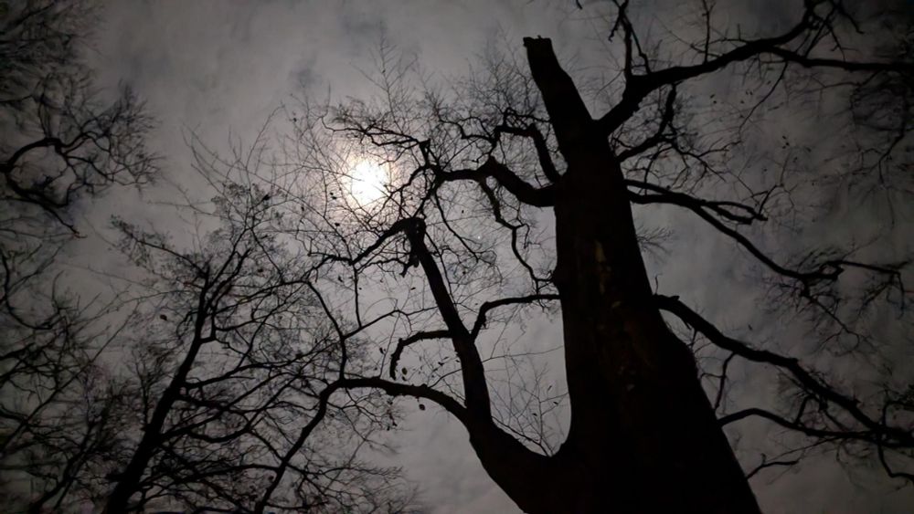 Kahle Bäume unter hellem Mond, Blick nach oben.