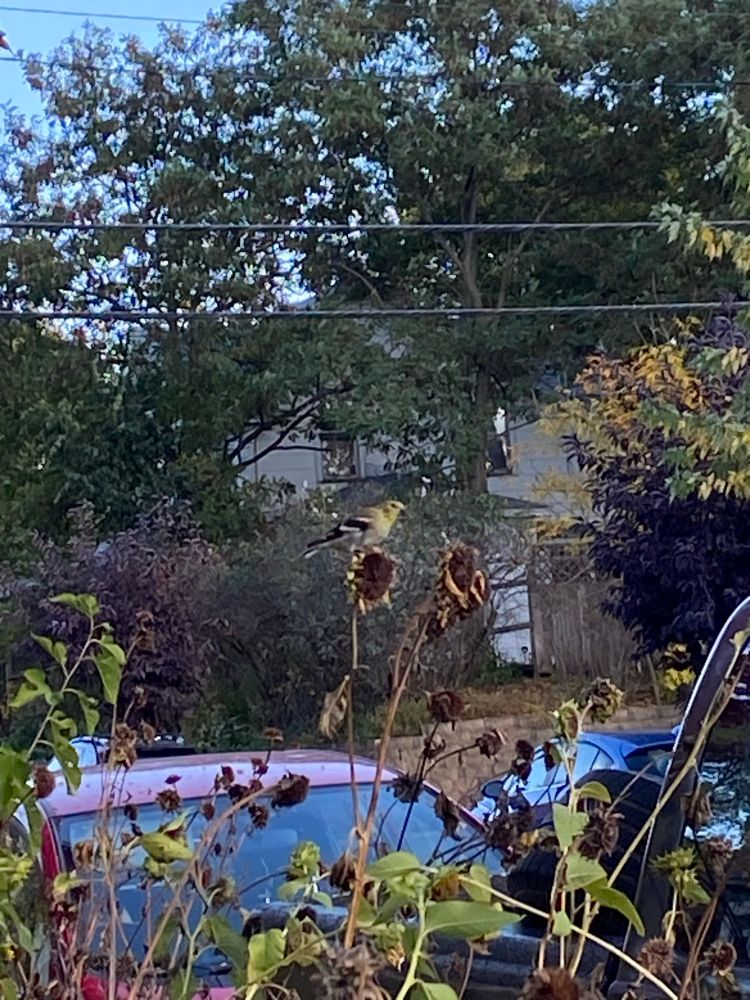 fall coloration goldfinch perched on a drying sunflower
