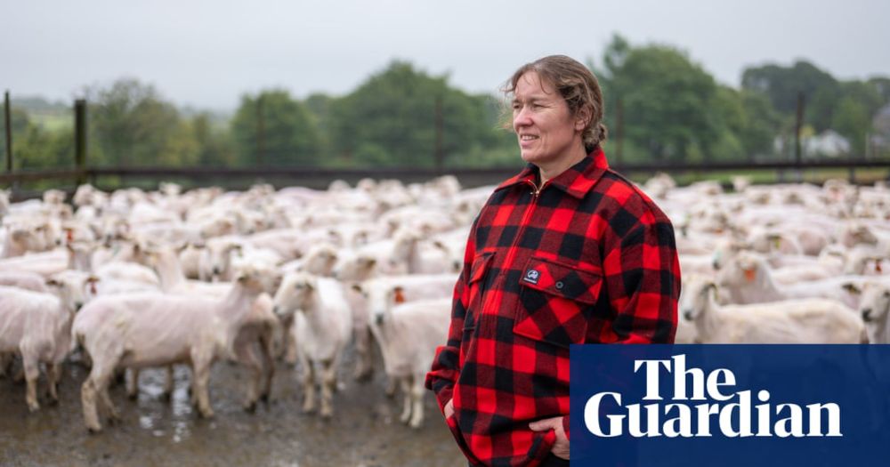 ‘I feel like I’ve been run over by a tank’: Scottish woman breaks world sheep-shearing record