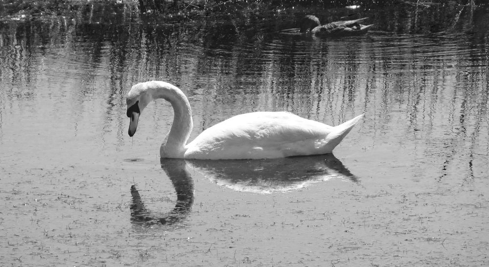 Black and white photograph of a swan reflected in the water. A duck is visible in the background.