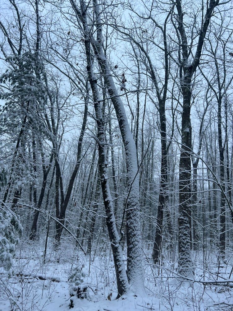 snowy PNE forest, very Bill Watterson