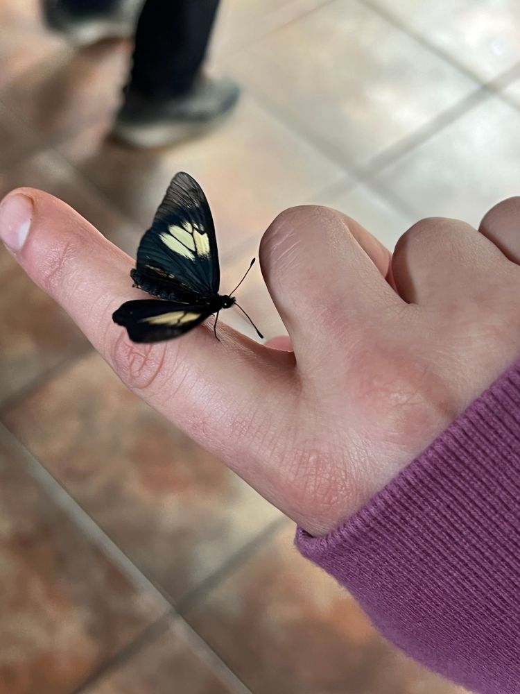navy and yellow butterfly on my finger