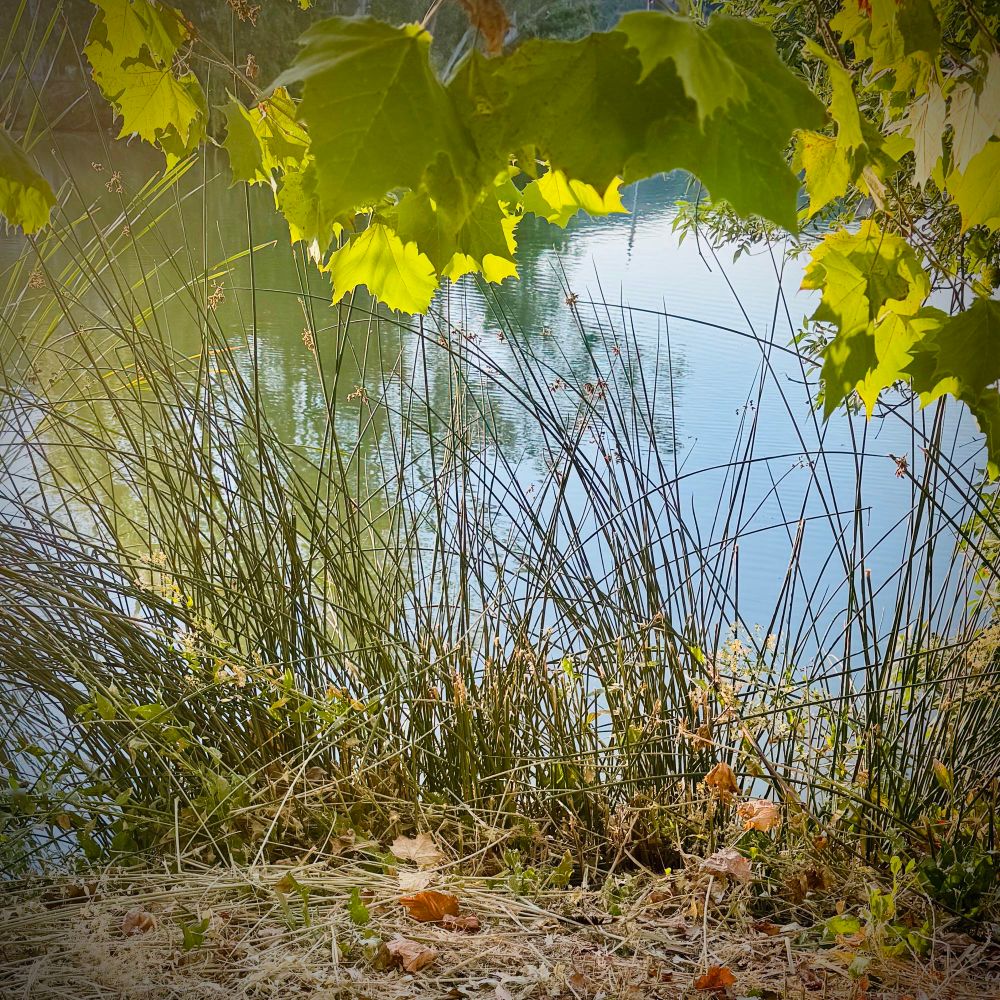 Bright morning sun glows through the leaves in the top foreground with shoreline tall grasses and calm lake water beyond. More trees and blue skies reflect in the water. 