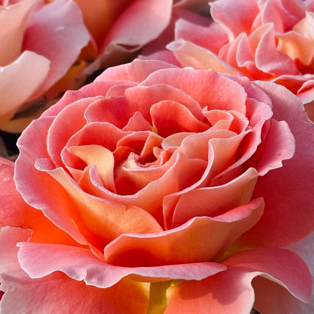 Close up of pink/yellow rose with more blooming in background. Hints of morning dew cling to the edges of the inner petals 