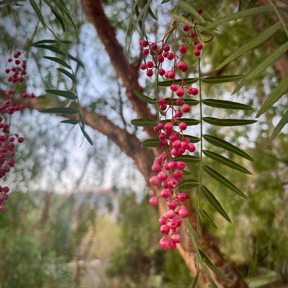 Close up of the small red berries hanging from the branches of a young California Pepper Tree. Light blue morning sky and hills blurred in the background. 