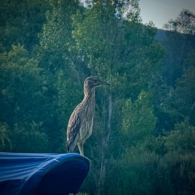 Brown feathers and white marking on its wings. Medium sized juvenile stands on top of a boat canopy at the edge of the lake in the early morning light. Green trees fill the background. 