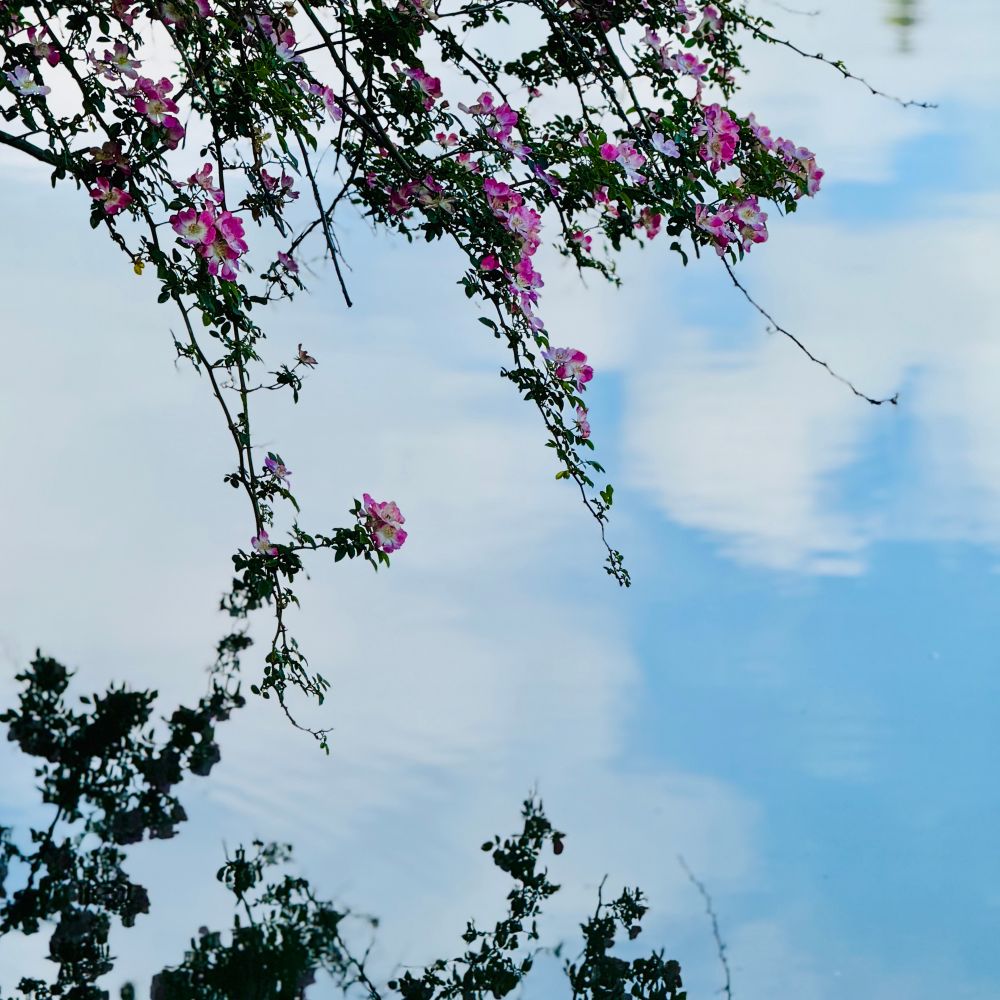 Pink blooms overhanging the edge of the water, with silhouette reflected below. Blue sky and white puffy clouds upside in lake reflection too. 