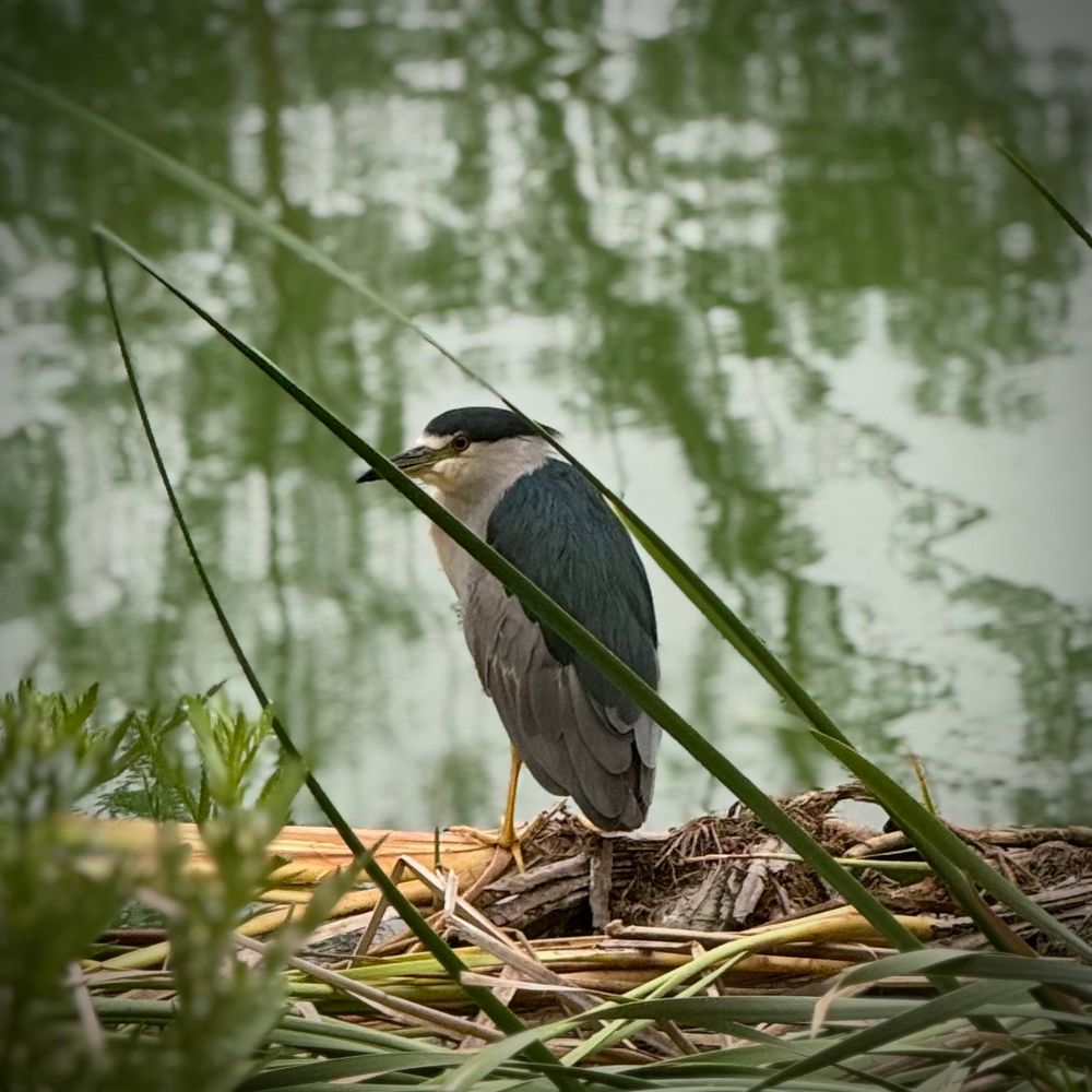 Heron crouched amongst the reeds and grasses at the edge of the lake. Trees reflect green in the water behind it. 