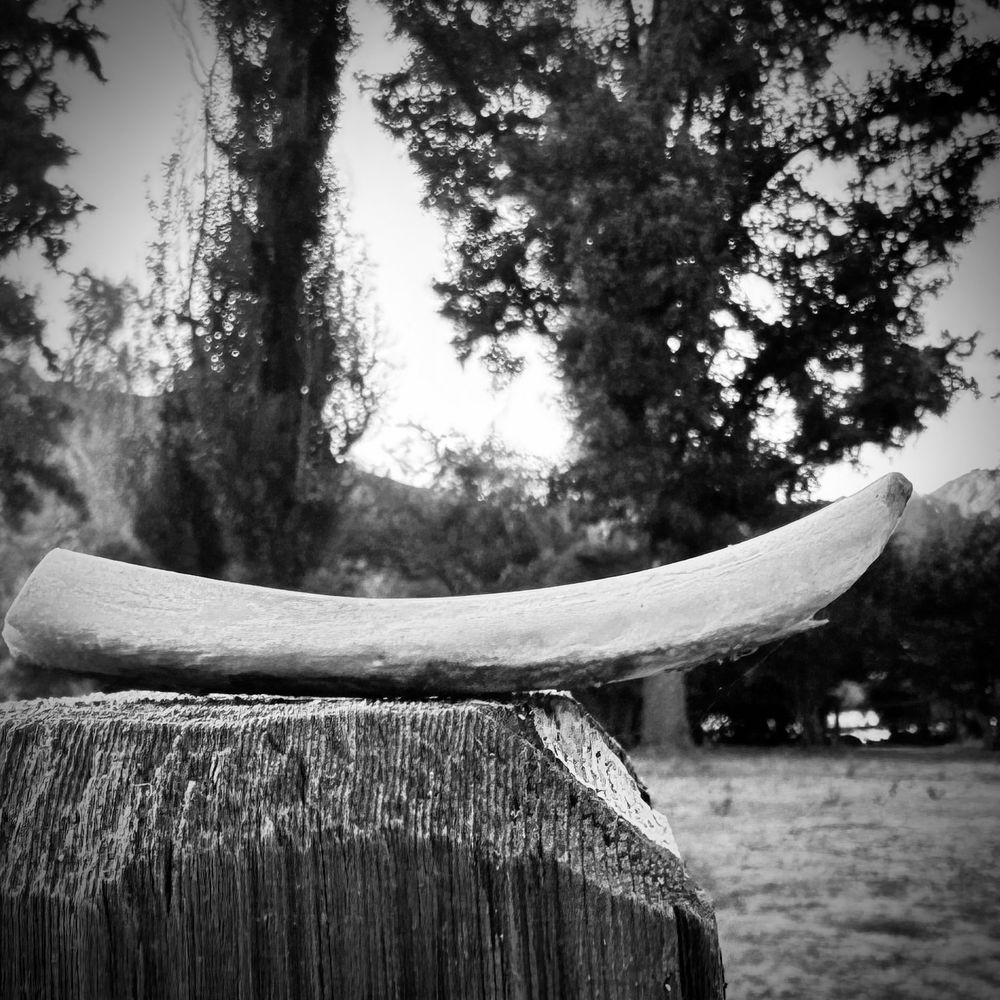 Random clean bone perched on a fence post. Tall trees behind and hills in distance. Black and white photo. 