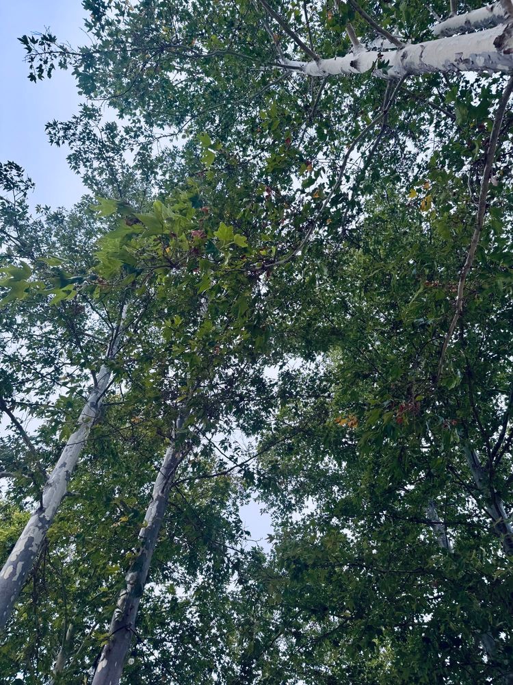 Looking up into to the treetops of a small grove of California Sycamores. Blue sky with wisps of departing morning fog above. 