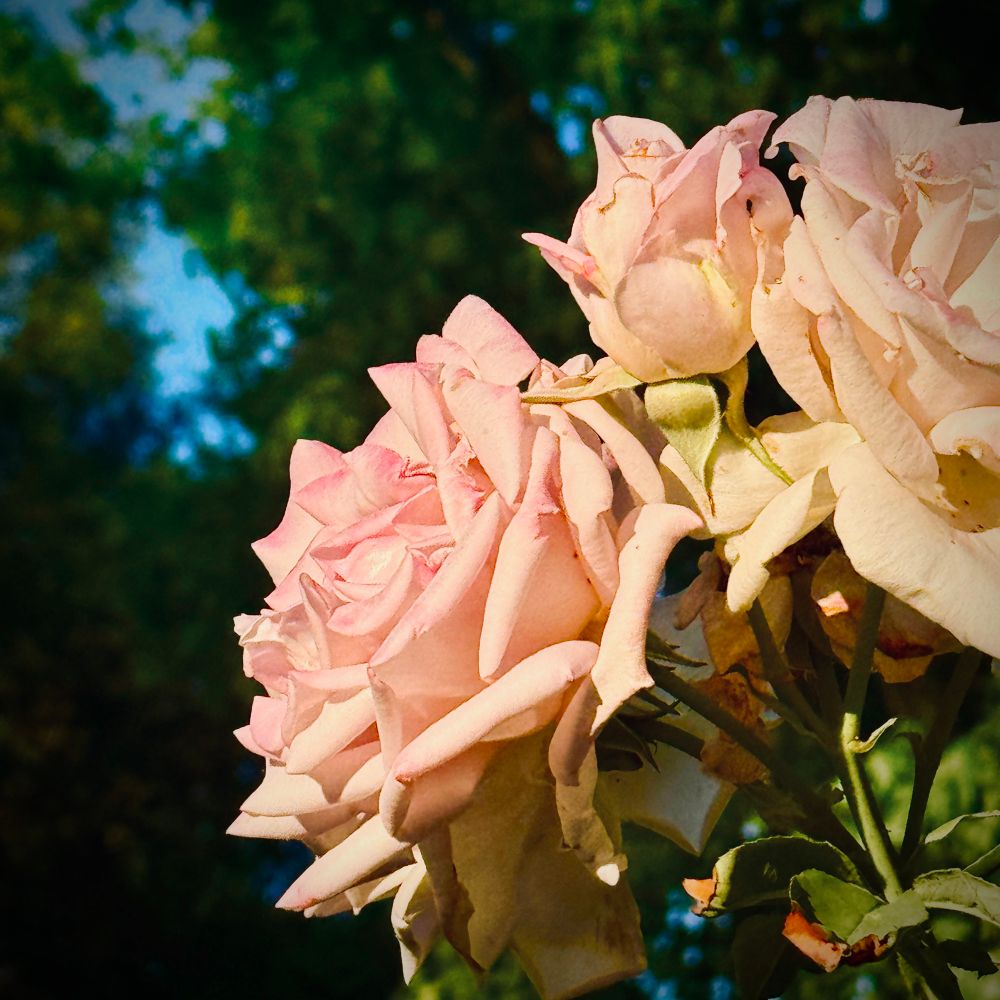 Cluster of pink roses in bloom. Creamy-yellow undertones to the pink petals. Dark green trees with snippets of bright blue sky in the background.