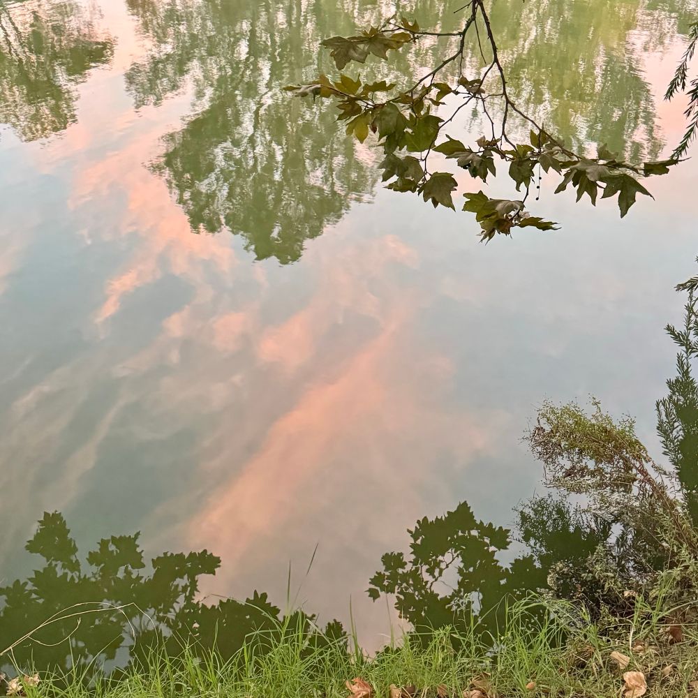 Soft pink streaky clouds in a softly blue dawn sky reflect in calm lake water. Upside down reflections from the opposite bank float across the top while the grassy bank and nearby trees line the bottom of the image. 
