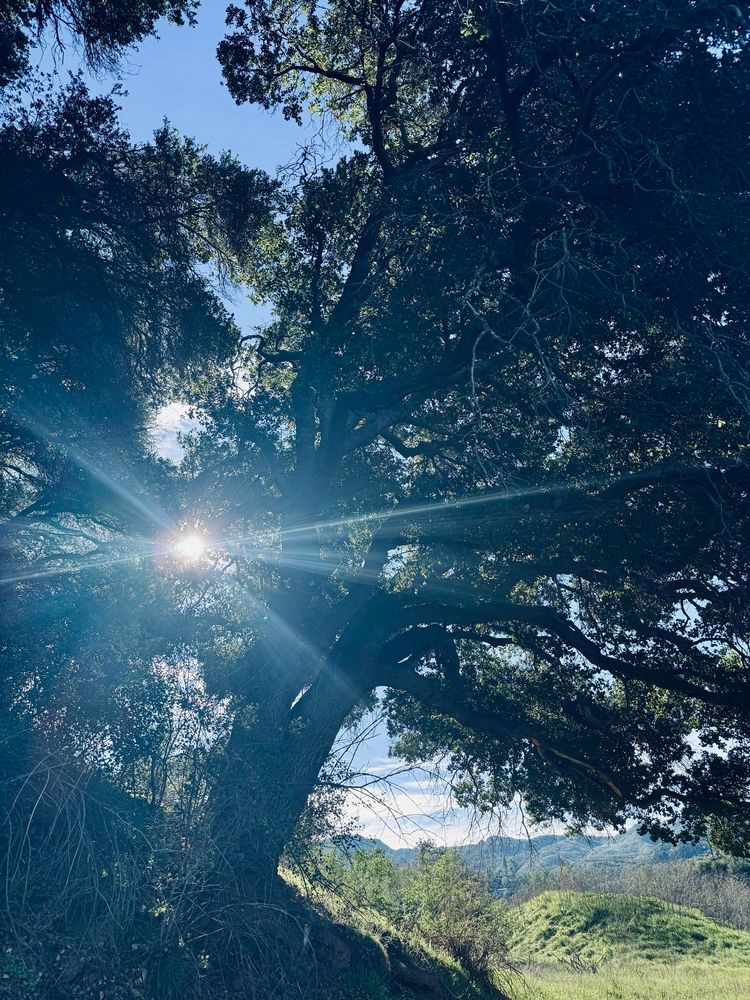 Sun rays streaming through the branches of a tall California Oak that leans slightly over the trail ahead. Green grasses and hills with blue skies and some thin white clouds in the background. 