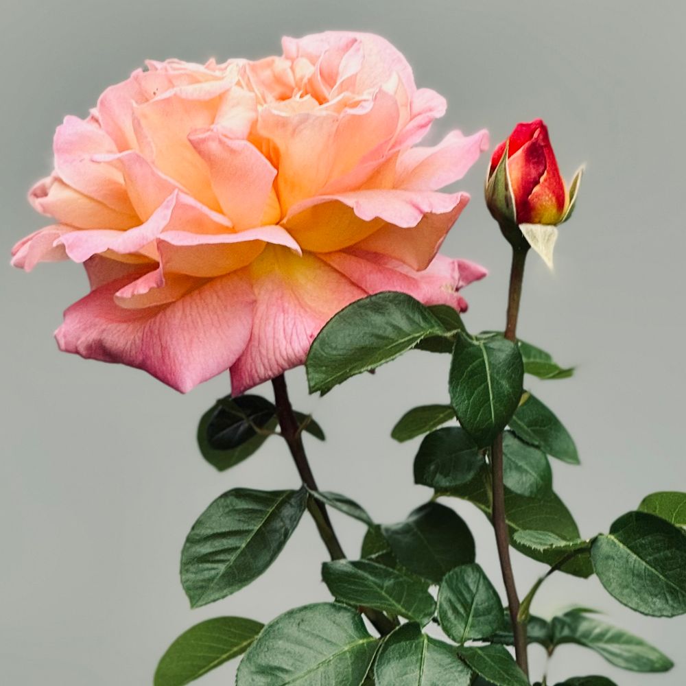 Bloomed out pink/yellow rose on the left and an unopened bud on the right. 