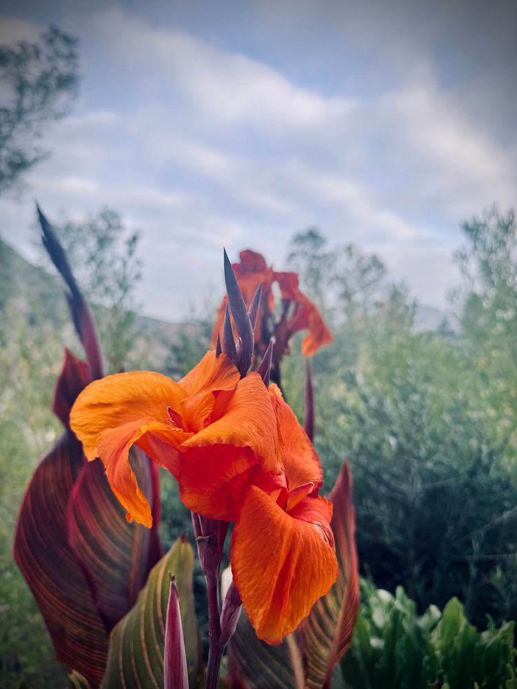 Bright orange Canna Lily in bloom, with leaves of dark red and green. Beyond are green trees, hills on the horizon, and a partly cloudy early morning sky. 