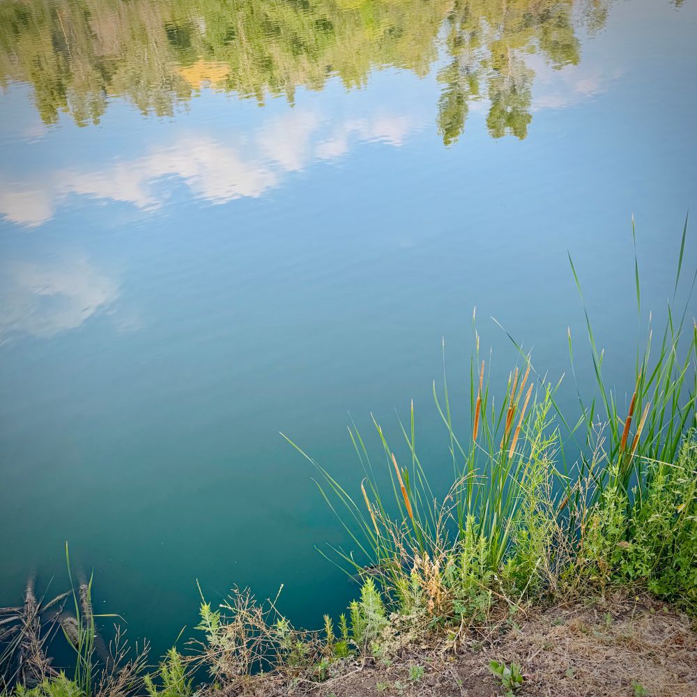 Clouds and trees reflecting in calm lake water. Reeds and grasses line the bank in the foreground. 