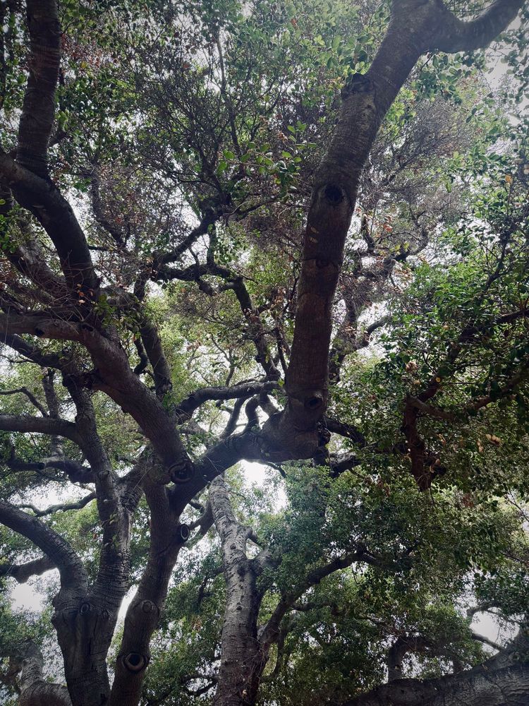 Looking up from the underside of a large oak. Just one small portion of its wide canopy. Green leaves with a foggy gray SoCal morning sky peeking between the branches. 