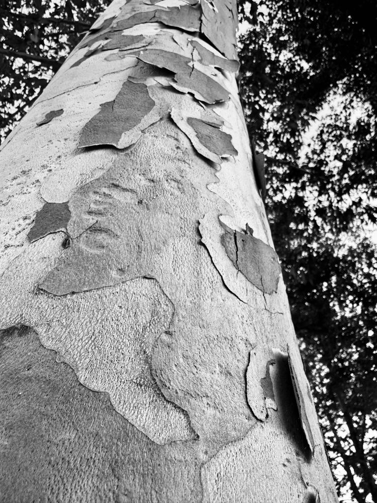 Close up in black and white of the peeling camouflaged bark of a California sycamore. 