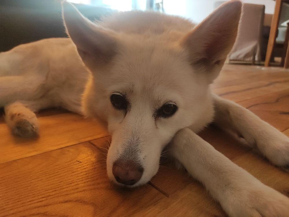 Süßer Hund guggt süß