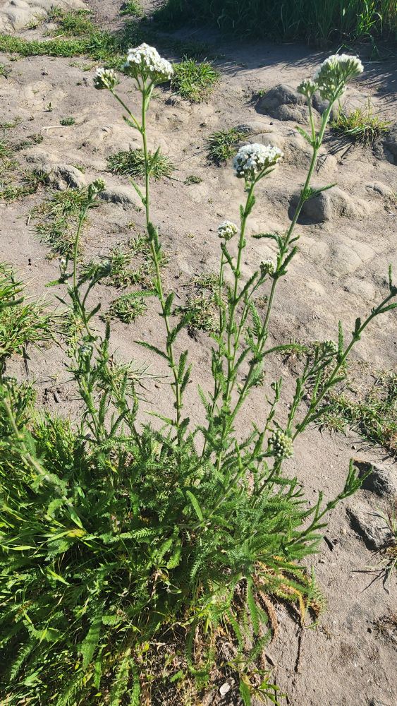 Yarrow plant:
Yarrow is considered a powerful protective herb, used to create charms, sachets, or talismans to ward off negative energies, evil spirits, or hexes.
Used for wound healing, with crushed leaves used as a compress to stop bleeding and act as an antiseptic 
Used as a tea to soothe colds, fever, nausea, headaches, and arthritis 
Used for gastrointestinal disorders, to stimulate blood circulation, and to improve kidney symptoms 
Native American cultures used yarrow for toothaches, earaches, and as an analgesic 