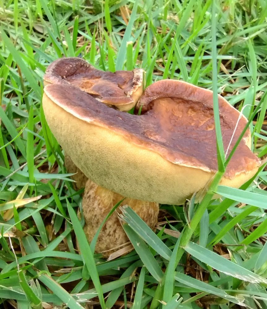A chunky bolete mushroom with a yellow stem and underside and a brown top. It almost looks like a pancake to me. 