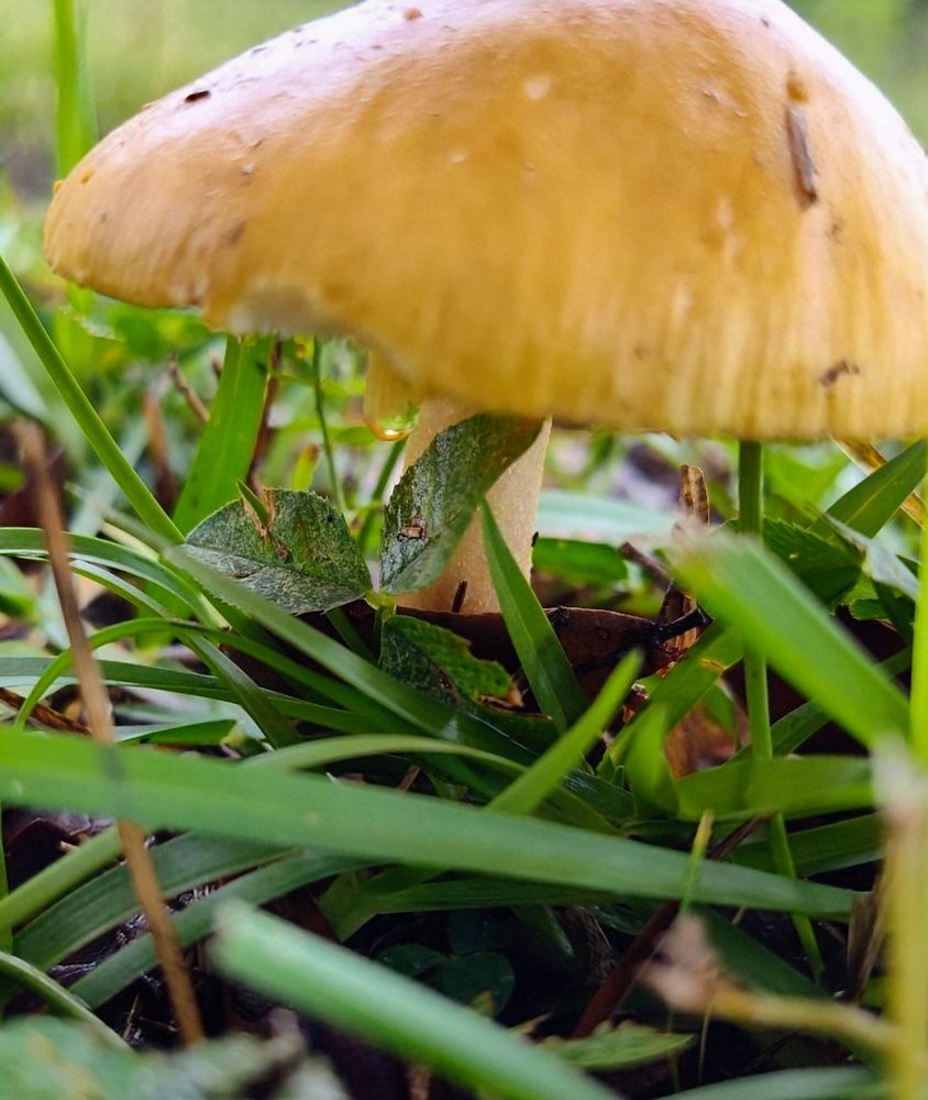A look underneath a yellow amanita mushroom at a perfect rain drop on a rainy day. 