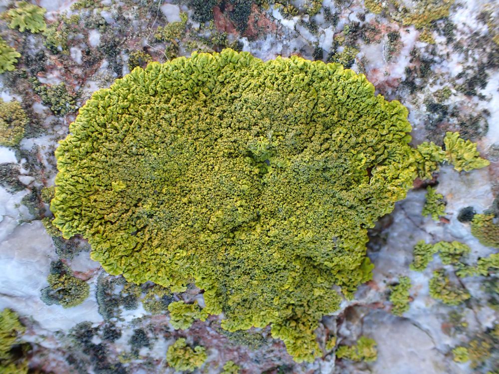 Xanthoria calcicola