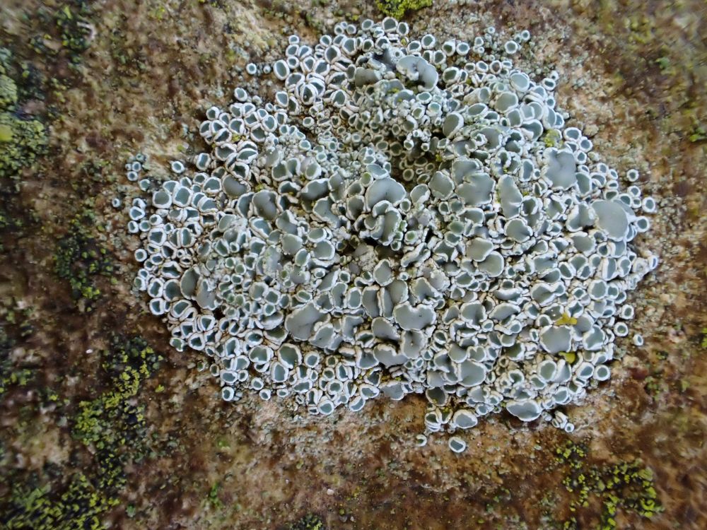 Lecanora dispersa