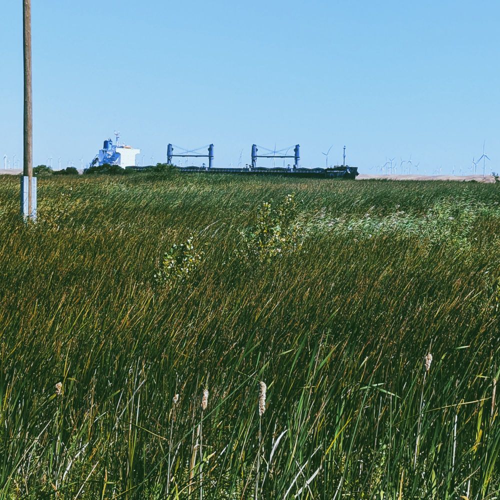 MV Santa Centellar sails against the current, east along the San Joaquin River towards Stockton. Photo taken from a wetlands trail with a grassy prairie in the foreground.