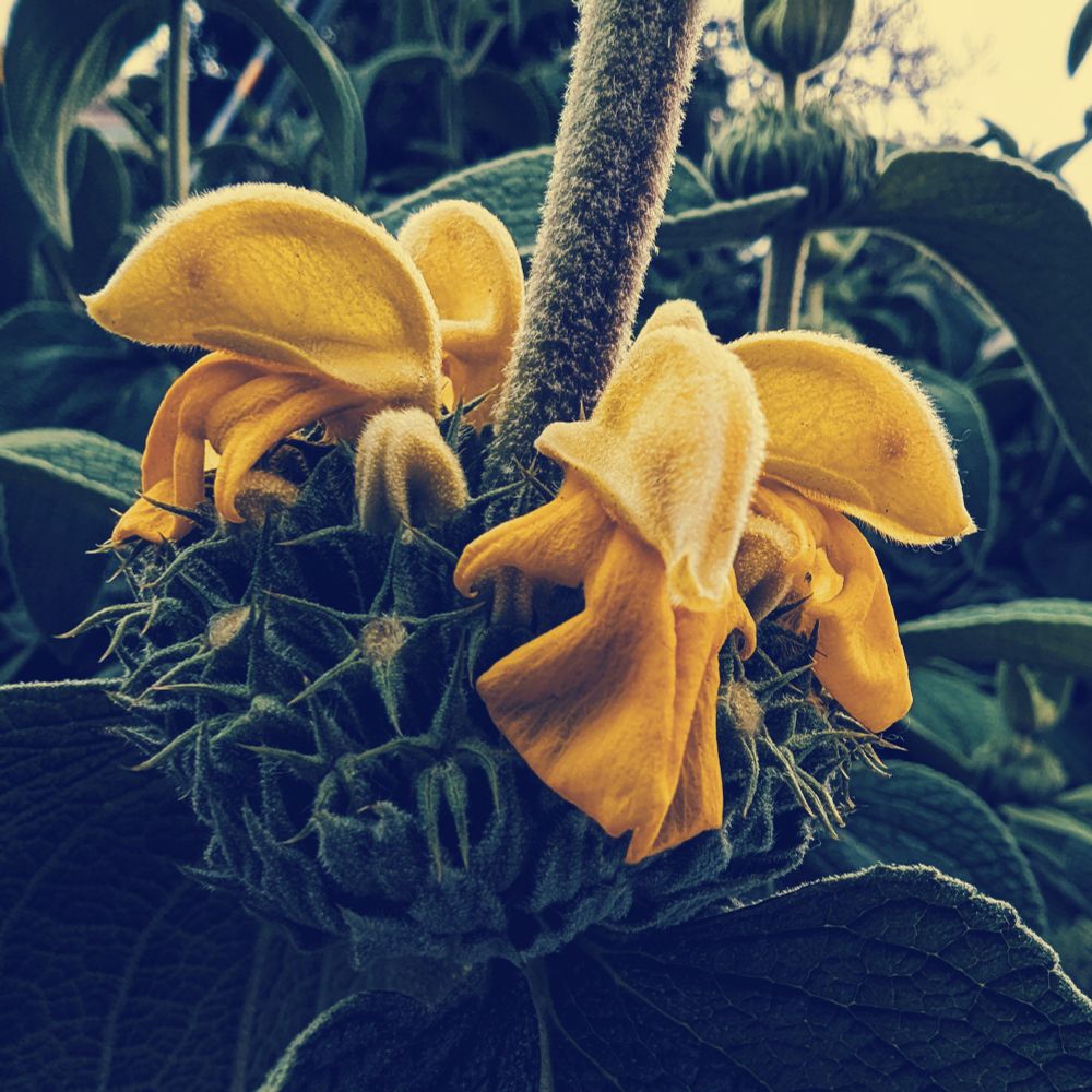 Turkish sage blossoms, which are carried about halfway up a stem crowned with leaves. The blossoms are yellow, shaped like half circles with the flat side facing down, and a like-colored skirt below, arrayed in a group of six radiating away from the stem. I don't know why I've never noticed this before.