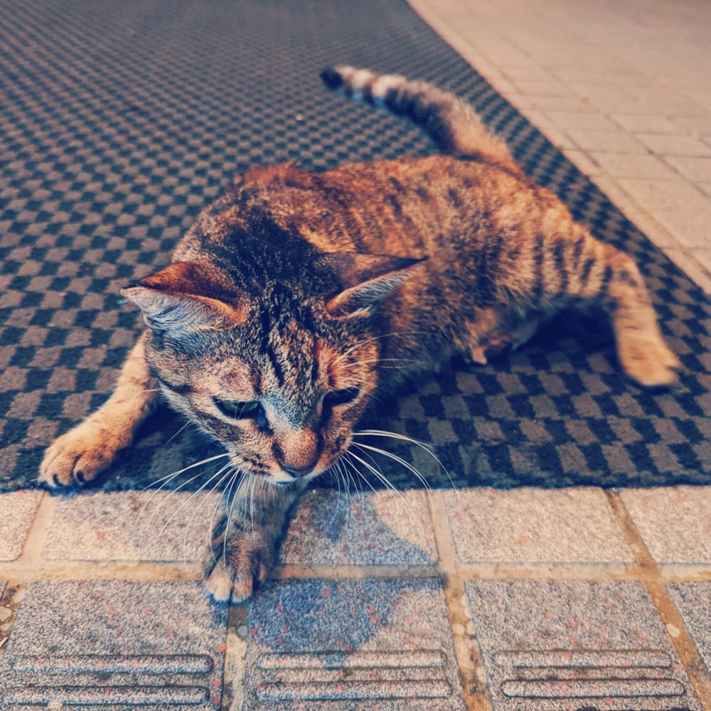 A small brown tabby car lying on a tile floor covered by a checkered fabric mat. The car is looking towards the bottom of frame, sprawled out in a comfortable heap.