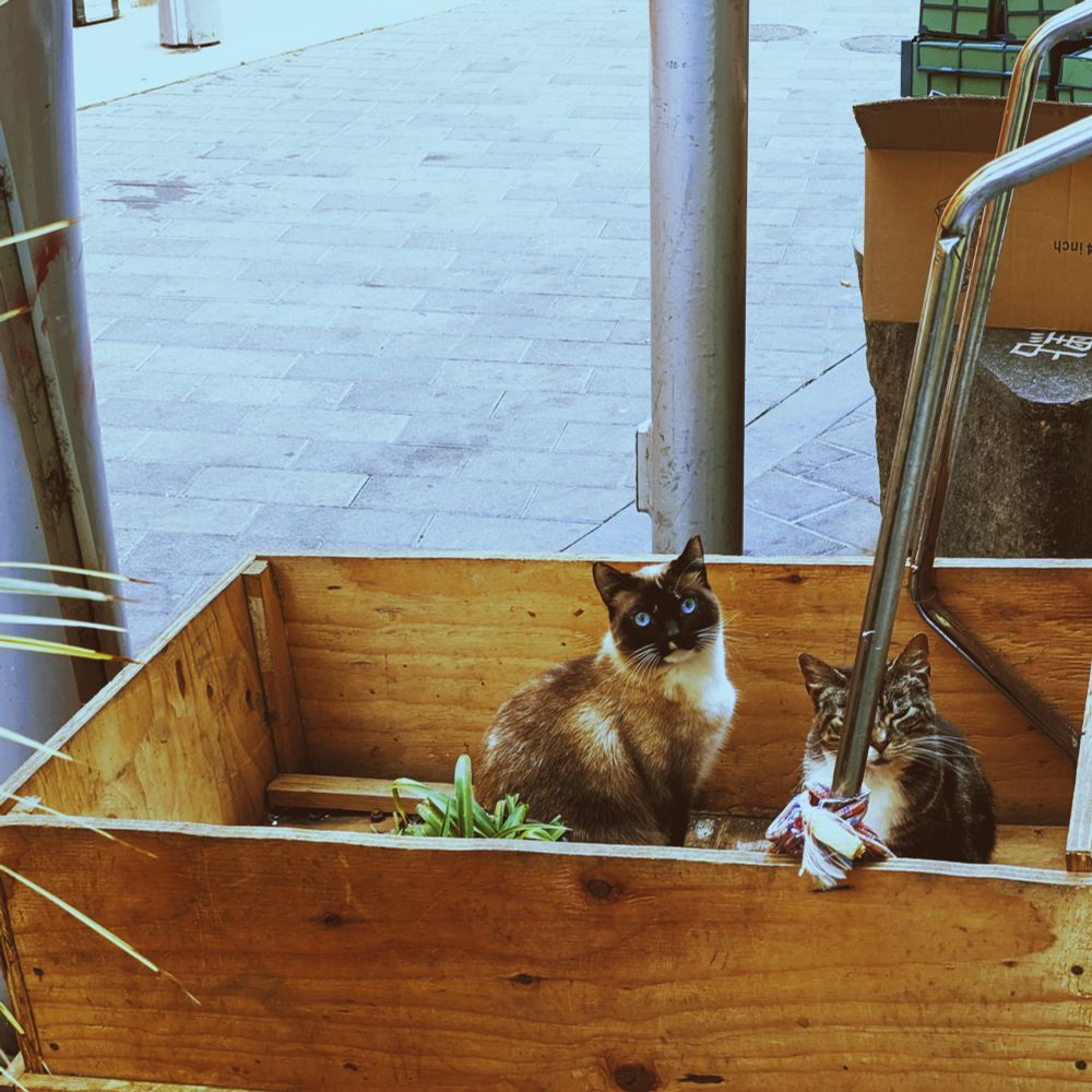 A Siamese cat with blue eyes and a gray tabby are sitting in a wooden cart alongside some houseplants next to a flower shop opening for business in Chinatown.