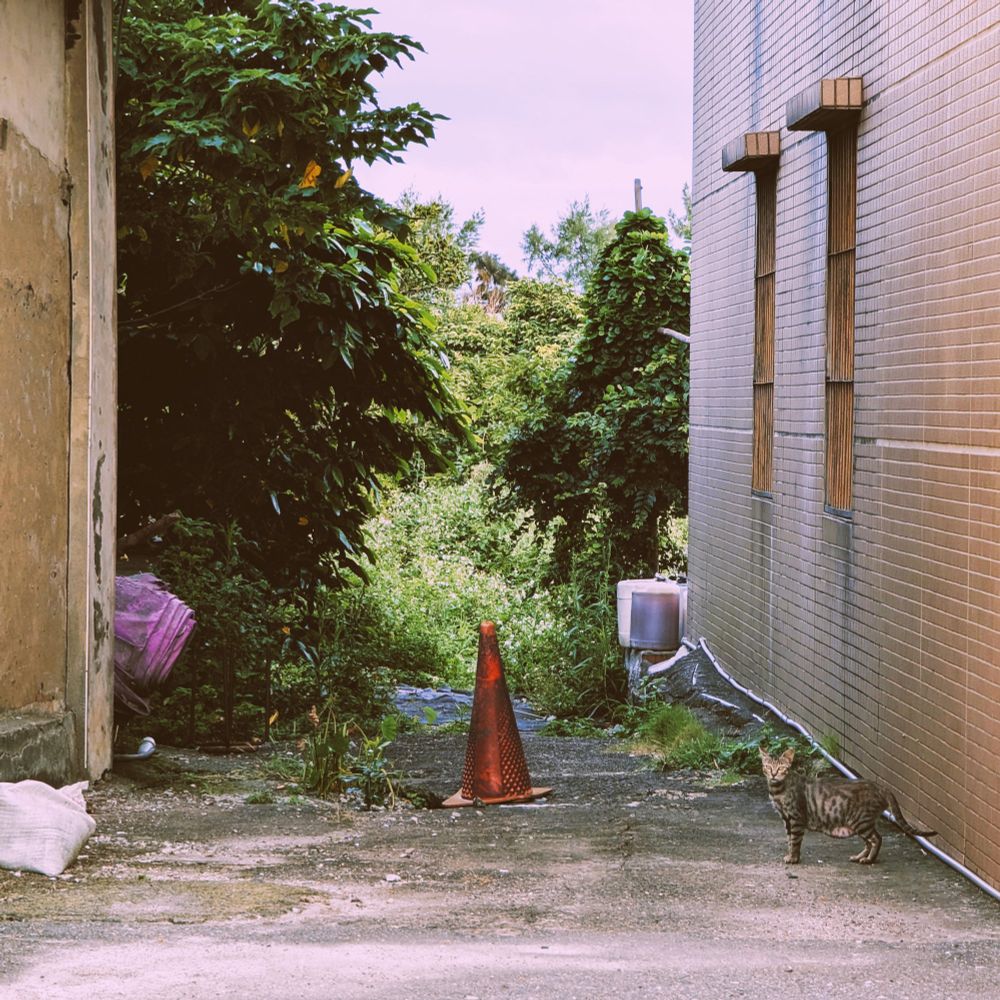 A great that looks at me alertly, frames by the brick walls of a grassy alley stretching into the distance, marked by an orange traffic cone.