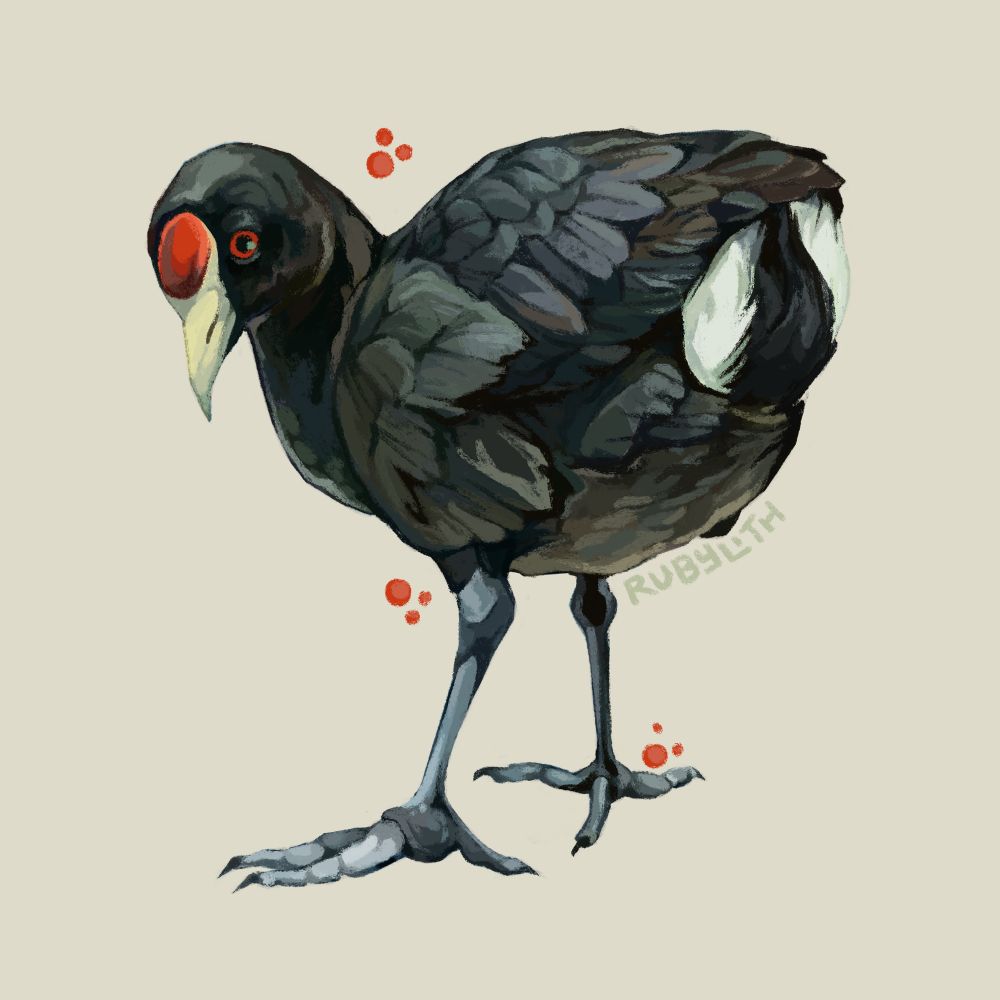 Drawing of an ʻAlae keʻokeʻo or Hawaiian Coot, standing with its back to us looking over its shoulder. The bird has black feathers and white tail feathers and a white face with a red shield on its forehead. 