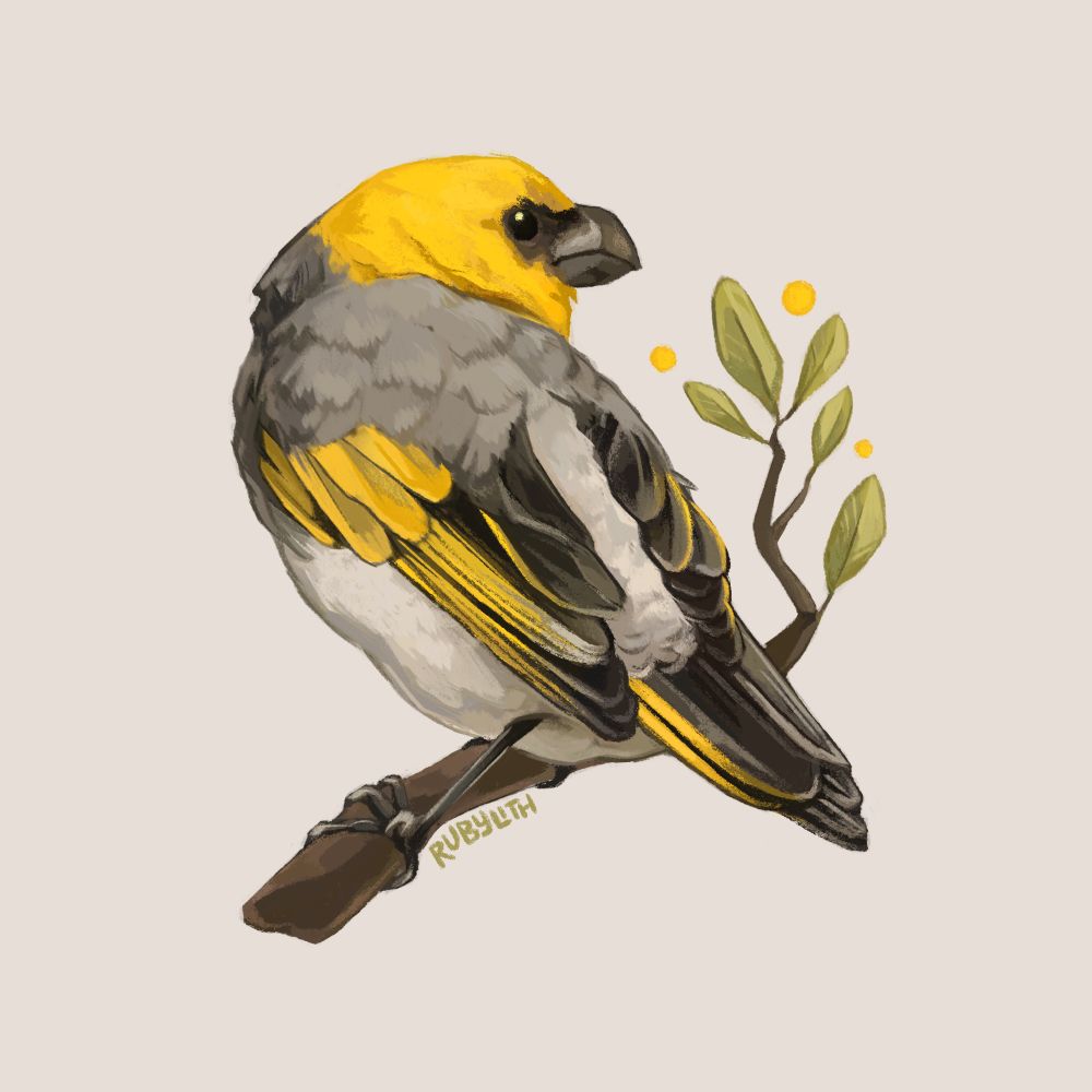 Drawing of a Palila perched on a branch with a few leaves. It is grey and white with a yellow head and yellow/black wings and tail feathers. 