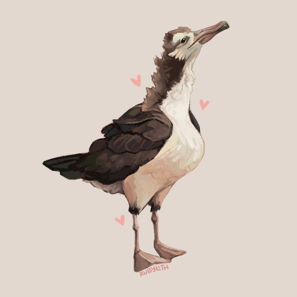 Digital drawing of a young Laysan Albatross, still in the process of molting. It is standing and looking at the viewer, there are some small pink hearts around it. 