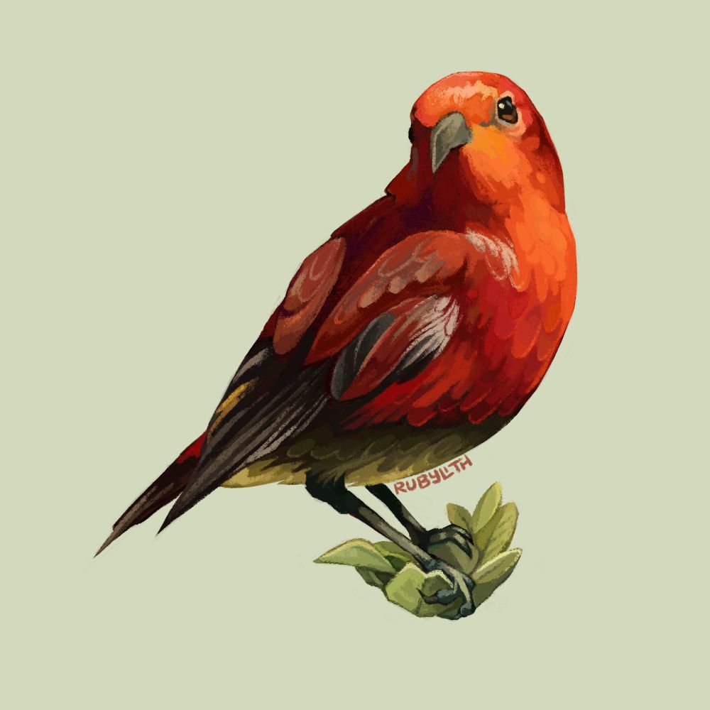 Drawing of an ʻApapane perched on a collection of leaves. It has a red body with black wing tips and tail feathers. 