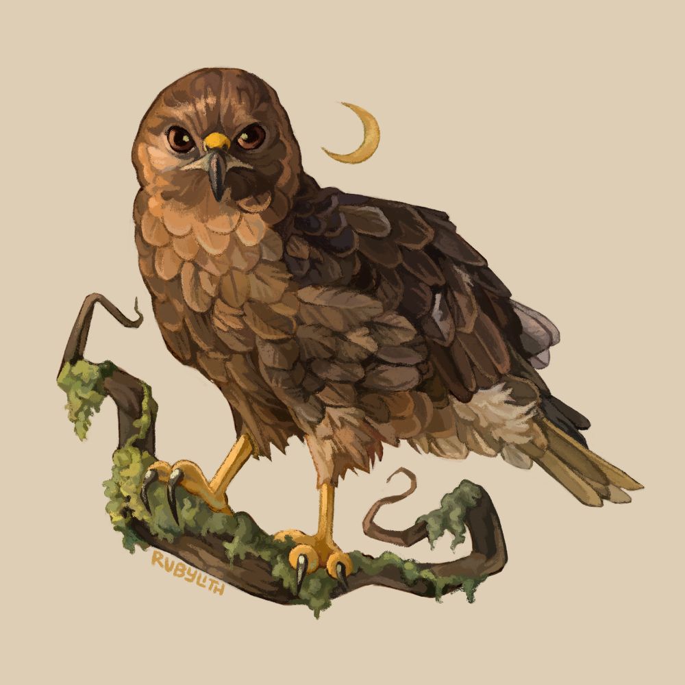 Drawing of an ʻio or Hawaiian Hawk. It has brown and dark brown coloring, with yellow legs and a yellow cere on its beak. It is standing on a mossy tree branch, and there is a crescent moon above. 