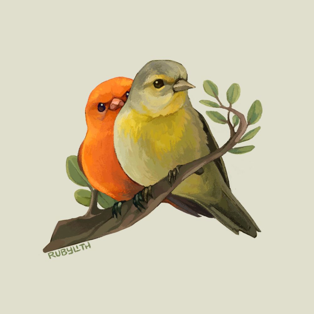 A pair of Hawaiʻi ʻakepas, one male and one female, perched on a branch. The male is bright orange and peeking out from behind the grey-green and yellow female. 