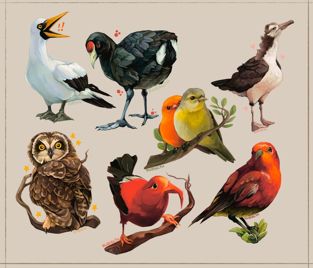 Collection of drawings of birds. Top row (left to right)—Masked Booby, ʻAlae keʻokeʻo (Hawaiian Coot), Hawaiʻi ʻakepa, Laysan Albatross. Bottom row—Pueo, ʻIʻiwi, ʻApapane. 