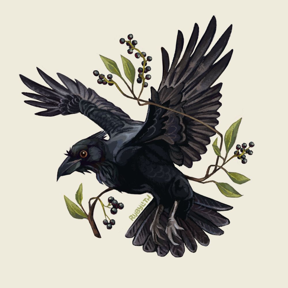 An ʻalalā or Hawaiian crow in a flying pose. Wrapped loosely around the crow is branches, leaves, and berries from the ʻŌlapa plant, a fruit that the crows are known to eat and collect. 