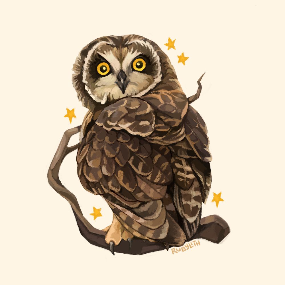 Drawing of a Pueo, a Hawaiian species of short-eared owl. It is sitting on a branch with its back to us, and its head turned around to look at us. There are some yellow stars around the outside. 