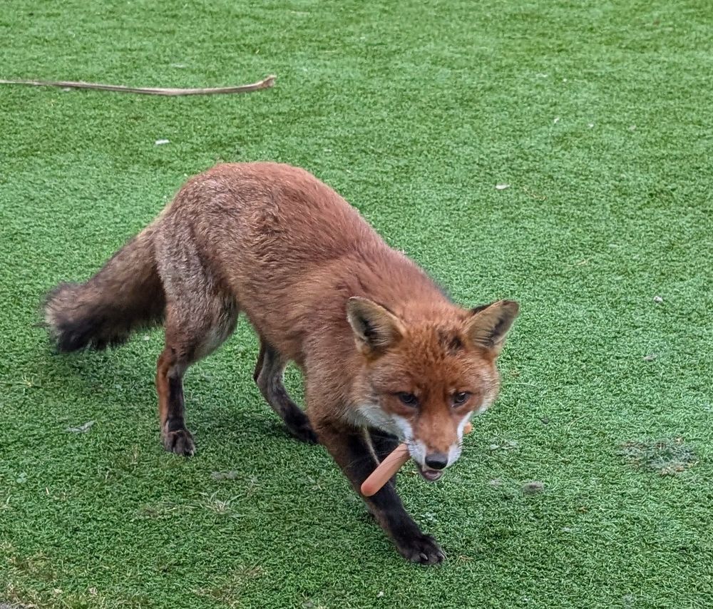 Urban fox in London eating a sausage 
