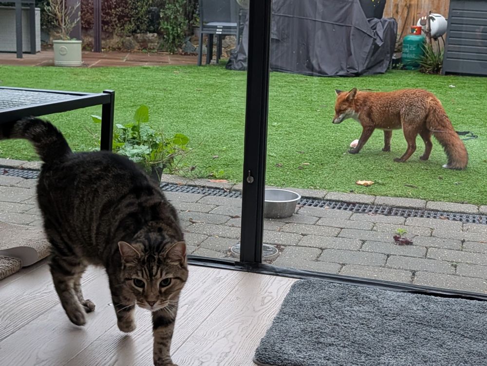 Urban fox in London and my cat