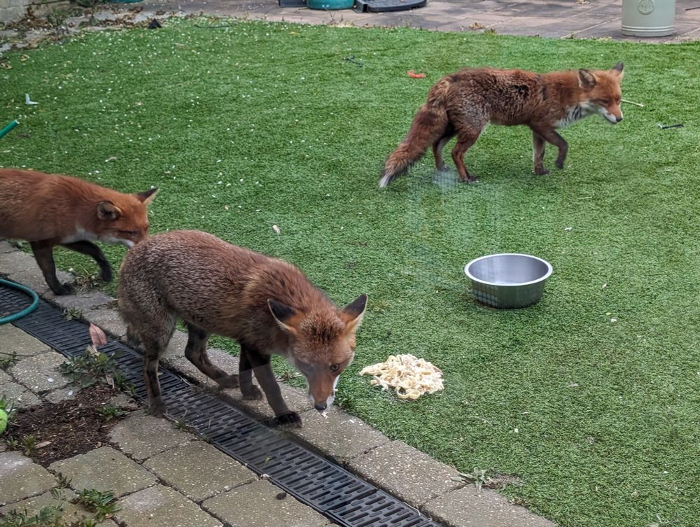 Urban foxes in London